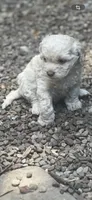 Cockapoo, a female Cocker Spaniel and Poodle - Miniature  for sale in Albion, NY – 6 of 8