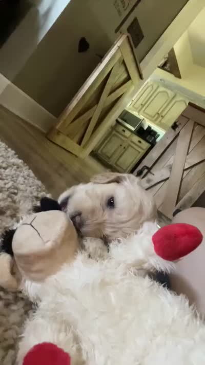 Cockapoo, a male Cocker Spaniel and Poodle - Miniature  for sale in Albion, NY – 9 of 10
