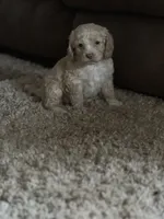 Cockapoo, a female Cocker Spaniel and Poodle - Miniature  for sale in Albion, NY – 5 of 6