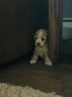 Cockapoo, a female Cocker Spaniel and Poodle - Miniature  for sale in Albion, NY – 4 of 10