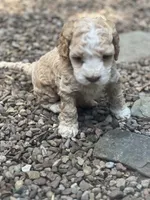 Cockapoo, a female Cocker Spaniel and Poodle - Miniature  for sale in Albion, NY – 2 of 10