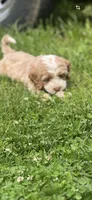 Cockapoo female, a female Cocker Spaniel and Poodle - Standard  for sale in Albion, NY – 5 of 10