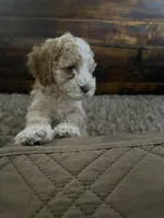 Cockapoo female, a female Cocker Spaniel and Poodle - Standard  for sale in Albion, NY – 4 of 10