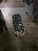 Iris, a female Australian Shepherd for sale in Pauls Valley, OK – 3 of 4