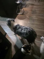 Iris, a female Australian Shepherd for sale in Pauls Valley, OK – 4 of 4