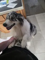 Iris, a female Australian Shepherd for sale in Pauls Valley, OK – 2 of 4