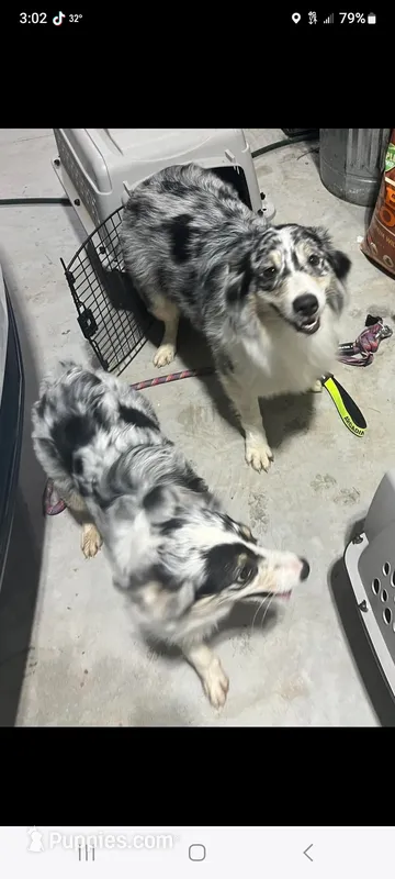 Iris – Australian Shepherd puppy for sale in Pauls Valley, OK