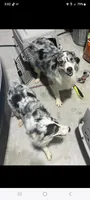 Iris, a female Australian Shepherd for sale in Pauls Valley, OK – 1 of 4