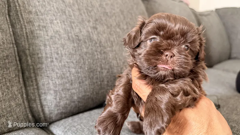 No name – Shih Tzu puppy for sale in North Las Vegas, NV
