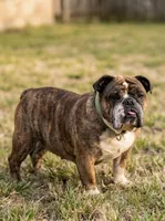 Bella (MaMa), a female English Bulldog for sale in Richmond City, VA – 3 of 3