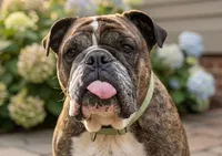 Bella (MaMa), a female English Bulldog for sale in Richmond City, VA – 2 of 3