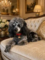 Lovey, a male Poodle - Toy  for sale in Decatur, IL – Photo 1 of 3