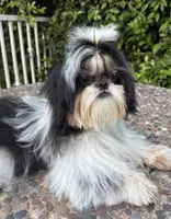 Dubai, a male Shih Tzu for sale in Gardena, CA – 2 of 6