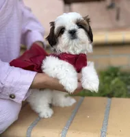 Italy, a female Shih Tzu for sale in Gardena, CA – Photo 4 of 7
