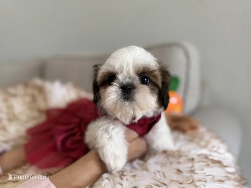 Italy – Shih Tzu puppy for sale in Gardena, CA