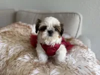 Italy, a female Shih Tzu for sale in Gardena, CA – Photo 6 of 7