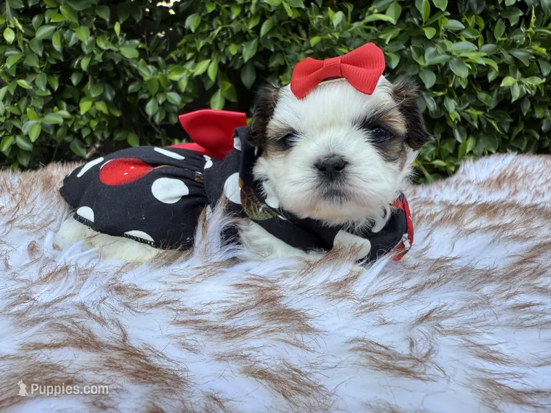Italy – Shih Tzu puppy for sale in Gardena, CA