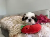 Italy, a female Shih Tzu for sale in Gardena, CA – Photo 2 of 7