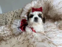 Italy, a female Shih Tzu for sale in Gardena, CA – Photo 7 of 7