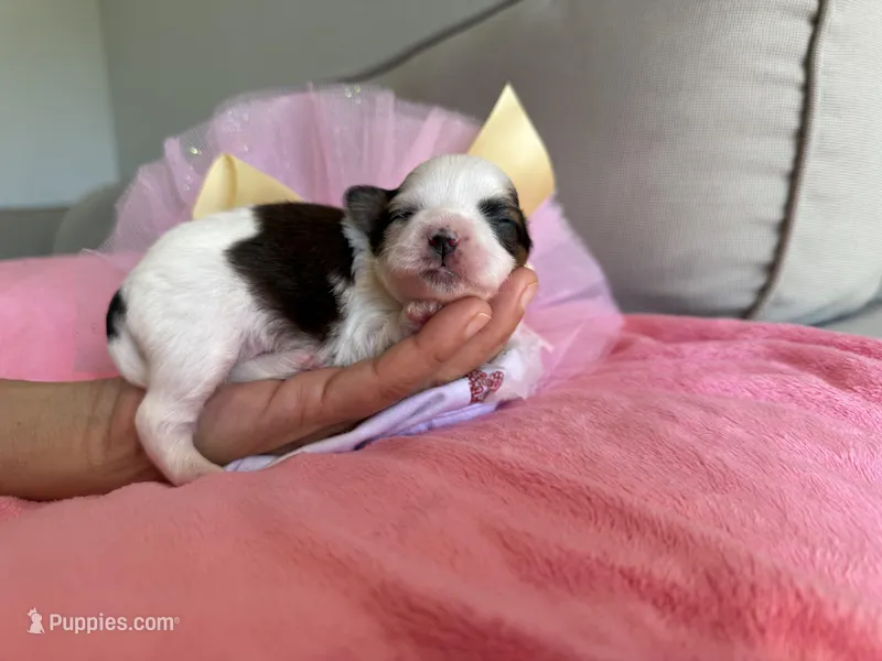 Italy, a female Shih Tzu for sale in Gardena, CA – Photo 1 of 1