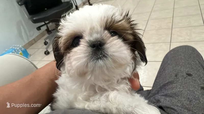 Italy – Shih Tzu puppy for sale in Gardena, CA