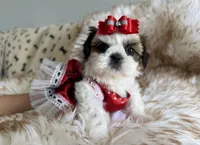 Italy, a female Shih Tzu for sale in Gardena, CA – Photo 3 of 7