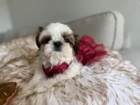 Italy, a female Shih Tzu for sale in Gardena, CA – Photo 5 of 7