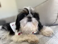 Maui, a male Shih Tzu for sale in Gardena, CA – 9 of 10