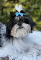 Maui, a male Shih Tzu for sale in Gardena, CA – 1 of 10