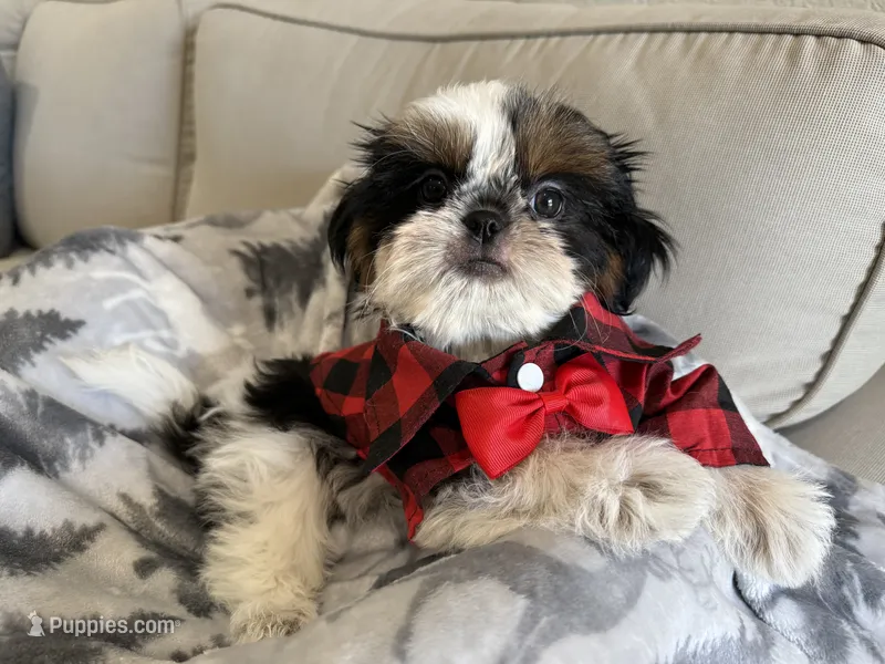 Maui – Shih Tzu puppy for sale in Gardena, CA