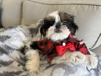 Maui, a male Shih Tzu for sale in Gardena, CA – 10 of 10