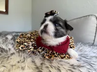Miu Miu, a female Shih Tzu for sale in Gardena, CA – Photo 3 of 5