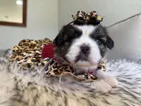Miu Miu, a female Shih Tzu for sale in Gardena, CA – Photo 4 of 5