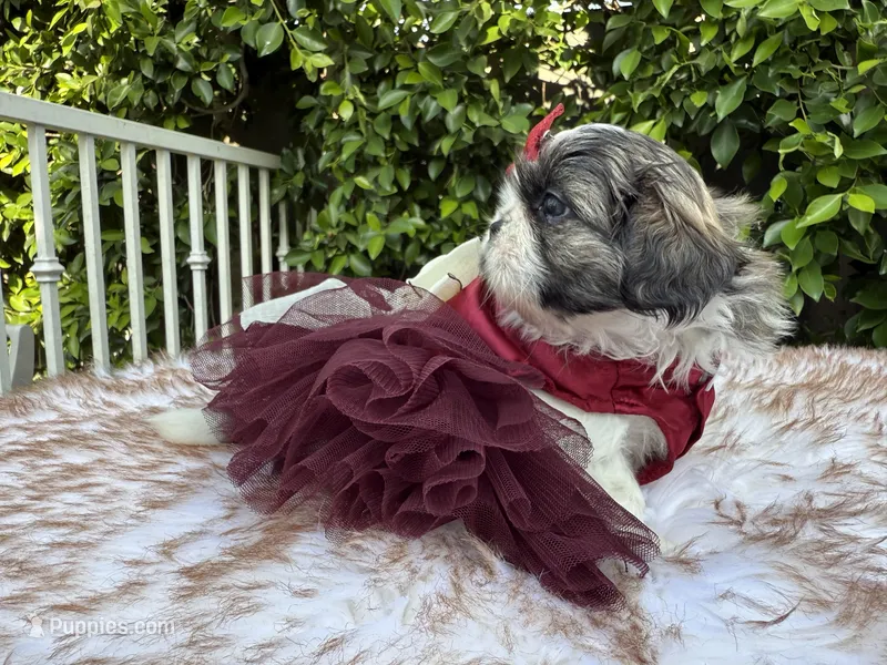 Miu Miu – Shih Tzu puppy for sale in Gardena, CA