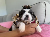 Miu Miu, a female Shih Tzu for sale in Gardena, CA – Photo 2 of 5