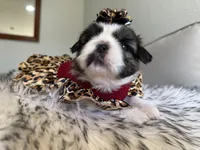 Miu Miu, a female Shih Tzu for sale in Gardena, CA – Photo 5 of 5