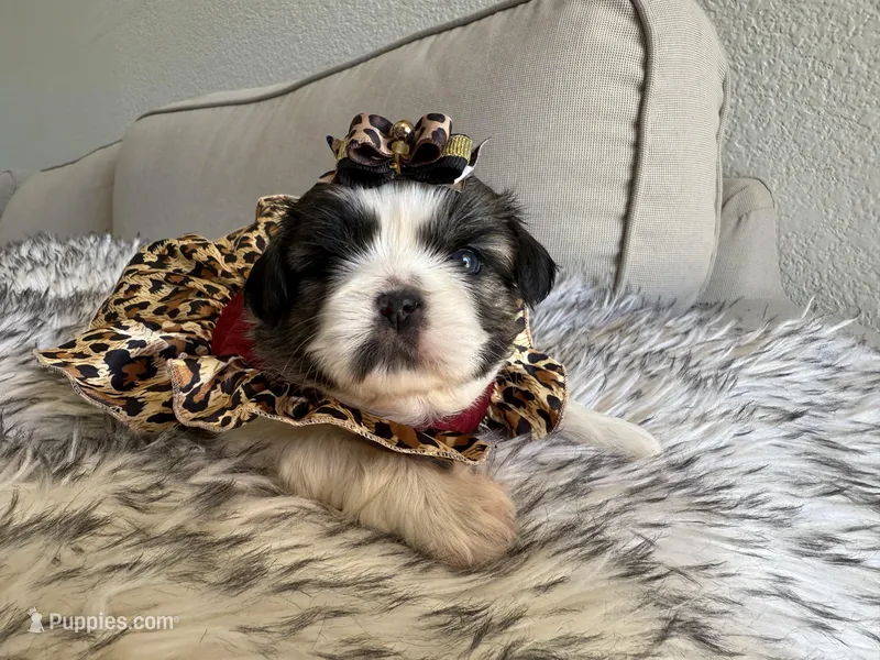 Miu Miu – Shih Tzu puppy for sale in Gardena, CA
