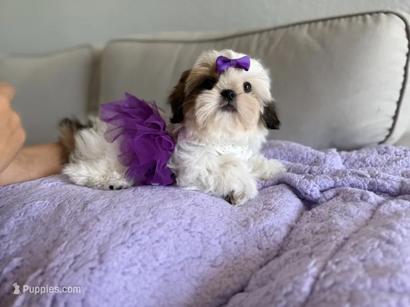 Betsy – Shih Tzu puppy for sale in Gardena, CA