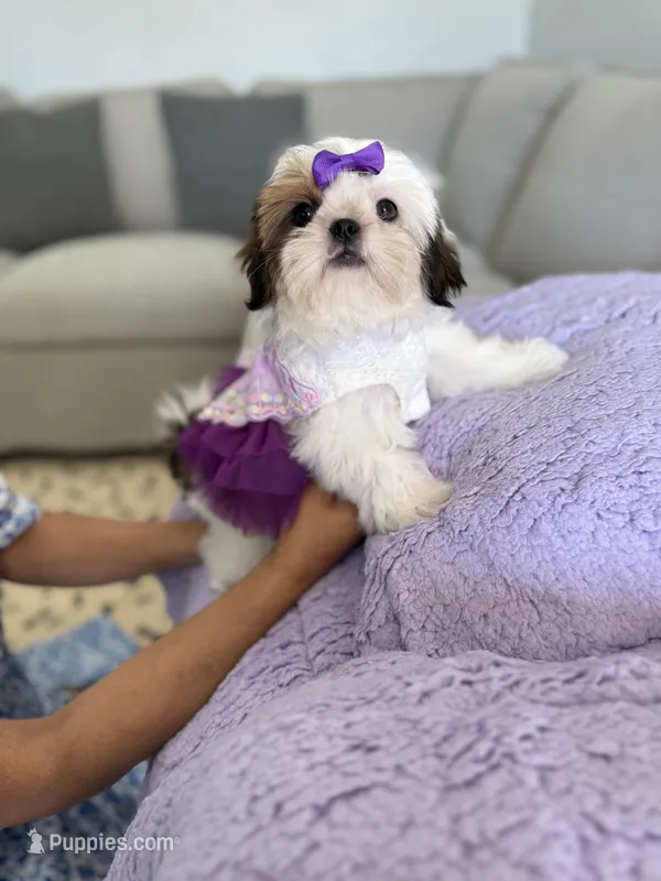 Betsy – Shih Tzu puppy for sale in Gardena, CA