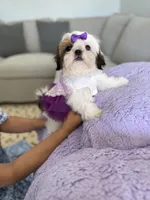 Betsy, a female Shih Tzu for sale in Gardena, CA – 1 of 10