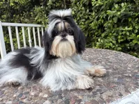 Dubai, a male Shih Tzu for sale in Gardena, CA – 3 of 6