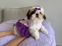 Betsy, a female Shih Tzu for sale in Gardena, CA – 8 of 10