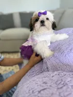 Betsy, a female Shih Tzu for sale in Gardena, CA – 10 of 10