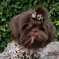 Gracie, a female Shih Tzu for sale in Gardena, CA – Photo 3 of 9