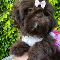 Gracie, a female Shih Tzu for sale in Gardena, CA – Photo 5 of 9