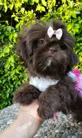 Gracie, a female Shih Tzu for sale in Gardena, CA – Photo 5 of 9