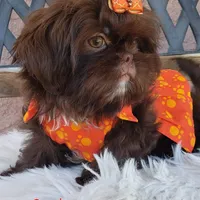 Gracie, a female Shih Tzu for sale in Gardena, CA – Photo 7 of 9