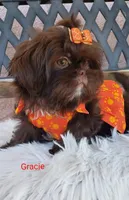 Gracie, a female Shih Tzu for sale in Gardena, CA – Photo 7 of 9