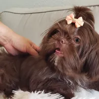 Gracie, a female Shih Tzu for sale in Gardena, CA – Photo 9 of 9