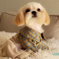 Valentino, a male Shih Tzu for sale in Gardena, CA – Photo 9 of 10